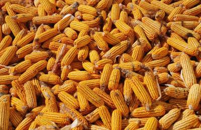 В Аргентине прогнозируют рекордный урожай кукурузы