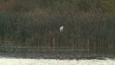 На Большом Суздальской озере появилась белая цапля