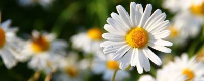 Акция «Белый цветок» в помощь онкобольным детям в Белгородской области помогла собрать более 2 млн рублей