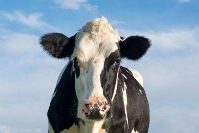 На выборы в Валдайском районе пришла корова