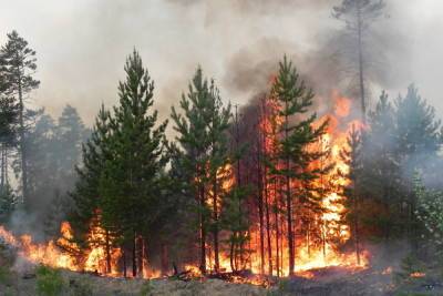 В Ярославской области снизилось количество лесных пожаров