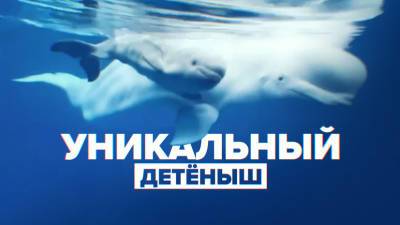 В Приморском океанариуме белуха впервые в России родила детёныша в неволе