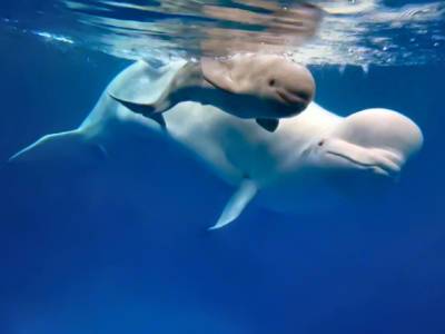 В Приморском океанариуме впервые в России родился детеныш белого кита (видео)