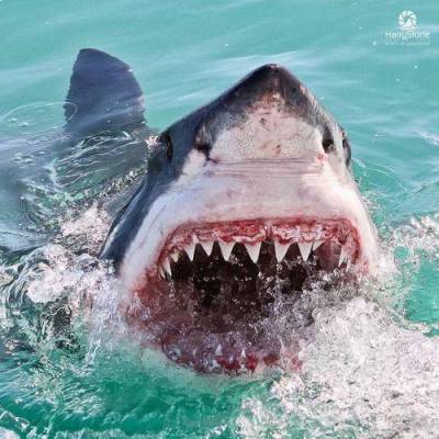 В Австралии атаки акул на людей будут называть «инцидентом взаимодействия» или «негативной встречей»