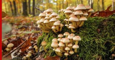 Сколько продлится грибной сезон в Подмосковье, рассказал миколог