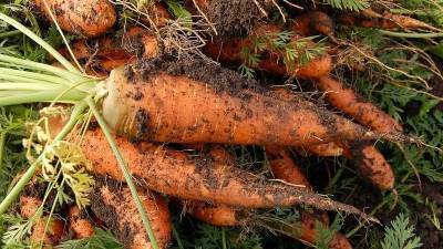В Башкирии стала дешевле морковь