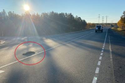 Стая песцов попала в ДТП по дороге в Мурманск