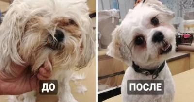 17 собак, которые настолько преобразились после стрижки, что их не сразу узнали даже любимые хозяева