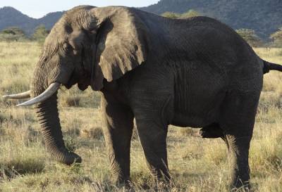 В Белореченске археологи обнаружили останки древнего слона