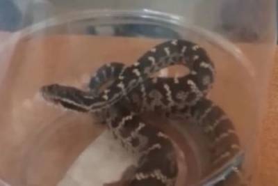 Биолог: Змеей в Борзе мог оказаться обыкновенный щитомордник