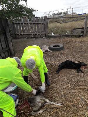 В Ульяновской области бродячая стая собак растерзала четырех козлят