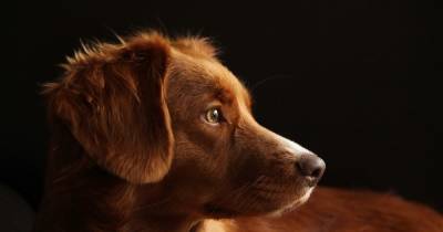 Бразильский суд признал право собак на компенсацию морального вреда