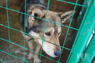 В Бразилии суд признал право собак на моральную компенсацию от хозяев
