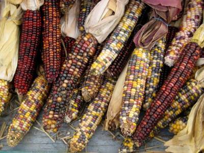 Цветная кукуруза: 7+ самых ярких и вкусных сортов - skuke.net