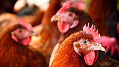 Цены на мясо птицы могут вырасти до 7% до конца года, — эксперты