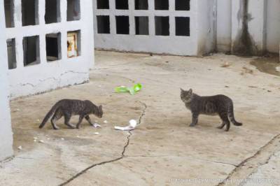 Для борьбы с расплодившимися грызунами жители Ашхабада прикармливают бродячих кошек (фото)