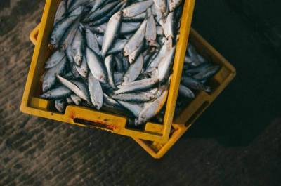 На Дальнем Востоке будут перерабатывать больше рыбы