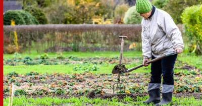 Подготовка огорода к зиме: четыре ошибки, которые снизят урожайность в будущем году