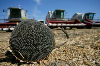 В России ожидается самый низкий за пять лет урожай подсолнечника