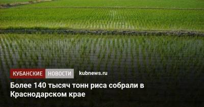 Более 140 тысяч тонн риса собрали в Краснодарском крае