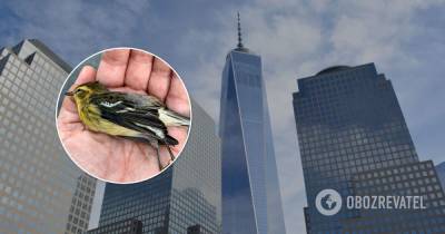 В Нью-Йорке массово погибли птицы: зоозащитники назвали причину. Видео