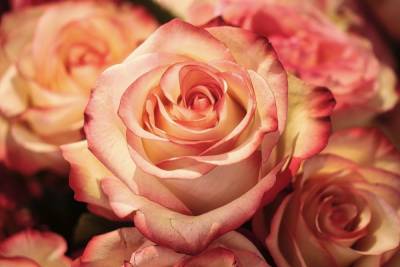 Более 1000 кенийских роз и голландских гвоздик уничтожат в Псковской области