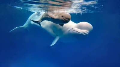 Уникальный случай: впервые в российском дельфинарии появился на свет детеныш белого кита – Учительская газета - ug.ru - Россия - Экология