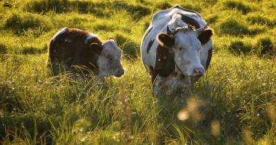 На ферме в Британии зафиксировали случай коровьего бешенства - ren.tv - Англия - Шотландия - Великобритания