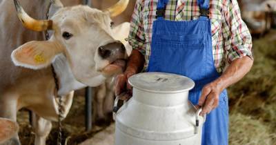 Любовь к молоку стала причиной миграции древних кочевников