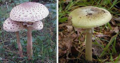 Правила життя грибників. Правда і міфи про отруєння грибами