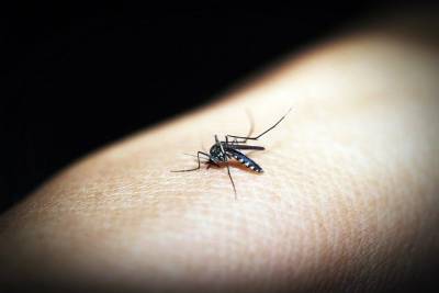 Новый случай заражения тропической малярией зафиксировали в Красноярском крае