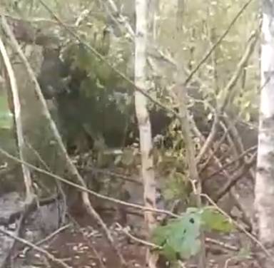 В Тихвинском районе спасли перепуганного Лося, запутавшегося в проводах — видео