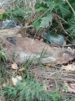 Останки мертвых животных нашли грибники в Кудьме