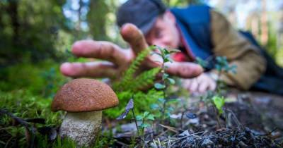 Как правильно собирать грибы, чтобы не нанести вреда грибнице