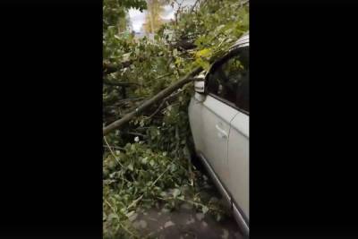 Автомобилисты пожаловались на «деревопад» во дворах Петербурга