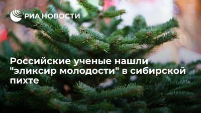 Российские ученые доказали, что сибирская пихта может увеличить продолжительность жизни