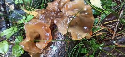 В Приозерском районе нашли необычный гриб-медузу