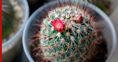 Неприхотливые и эффектные: 6 кактусов, которые красиво цветут