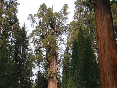 В США пожарные обернули самое большое дерево в мире в одеяло, чтоб спаси от пожара