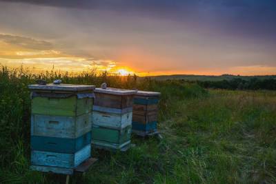 В Курской области суд взыскал с ЗАО «Касторное Агроинвест» почти 5 млн рублей за гибель пчел