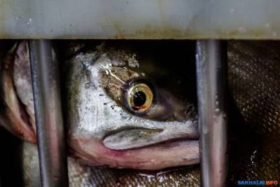Налоговые сборы для рыбодобывающих компаний России хотят увеличить
