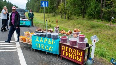 Жители Петербурга и Ленобласти солидно заработали на сборе грибов и ягод