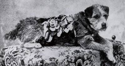 Почтовый пёс Оуни, который преодолел более 200 000 км, стал символом верности и человеческого предательства