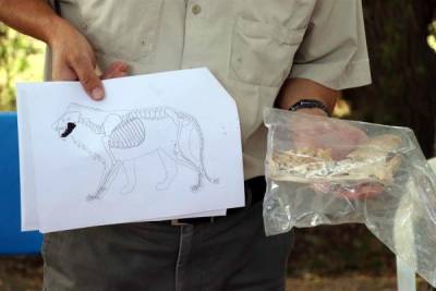 В Турции обнаружена 4 000-летняя львиная челюсть
