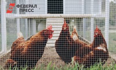 Россиянам запретят разводить домашних птиц на участках