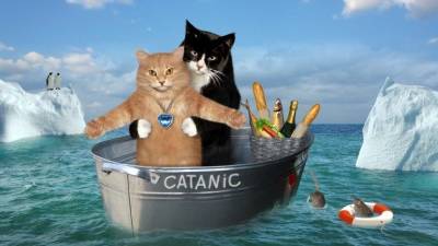 Хозяин и кот повторили культовую сцену из «Титаника»