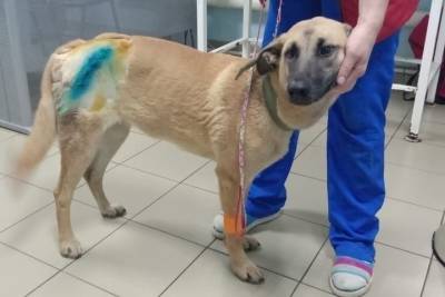 Собаку, которую специально сбил мужчина в Твери, забрали из ветклиники