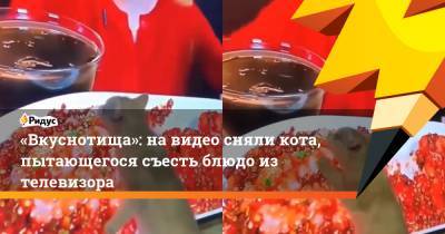 «Вкуснотища»: на видео сняли кота, пытающегося съесть блюдо из телевизора