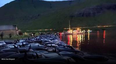 Бессмысленная ежегодная бойня дельфинов произошла на Фарерских островах
