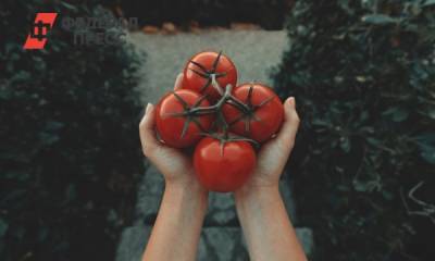 Как выбрать томаты без риска для здоровья